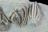 Beautiful Fossil Crinoid Plate - Crawfordsville, Indiana #87982-2